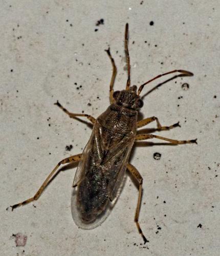 Nysius (graminicola-senecionis)